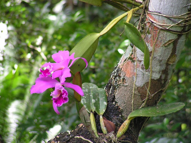 Cattleya labiata