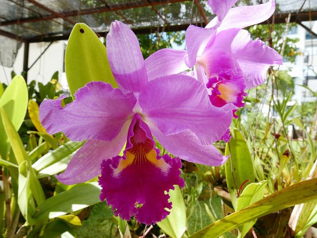 Cattleya labiata