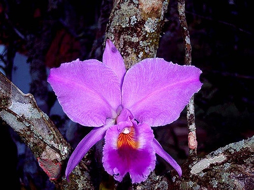 Cattleya labiata