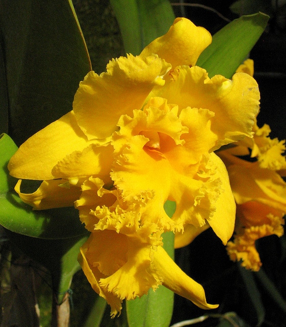 Cattleya labiata