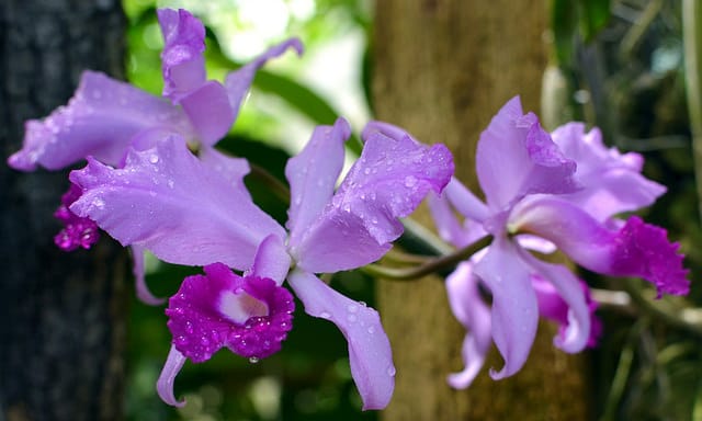 Cattleya lawrenceana (Cattleya lawrenceana)