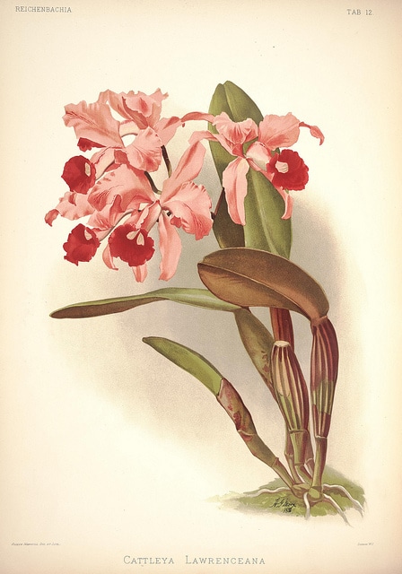 Cattleya lawrenceana