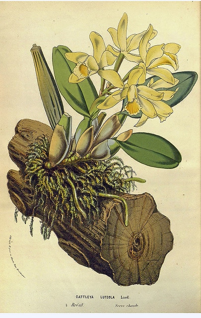 Cattleya luteola