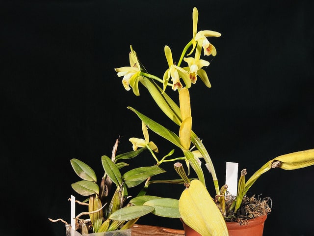 Cattleya luteola
