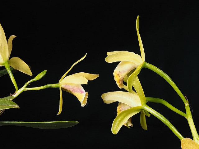 Cattleya luteola