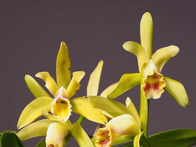 Cattleya luteola