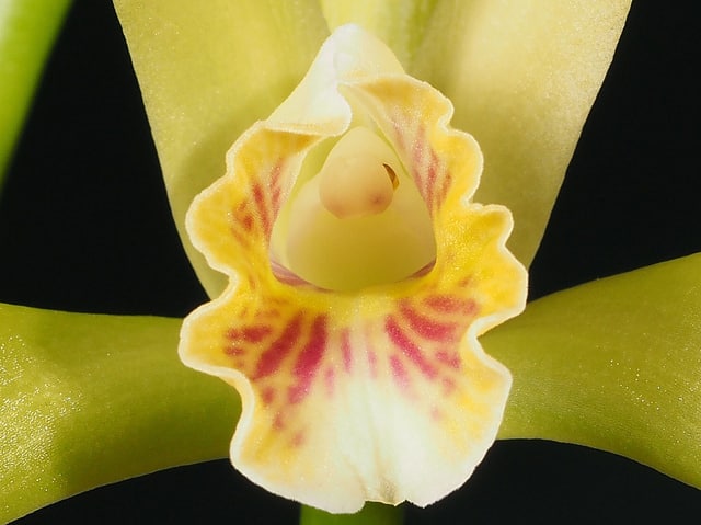 Cattleya luteola