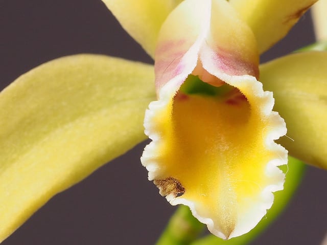 Cattleya luteola (Cattleya luteola)