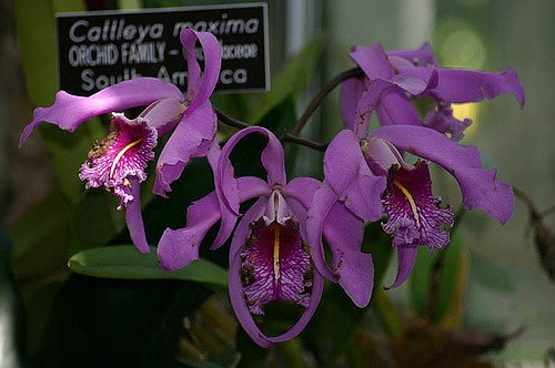 Cattleya maxima (Cattleya maxima)