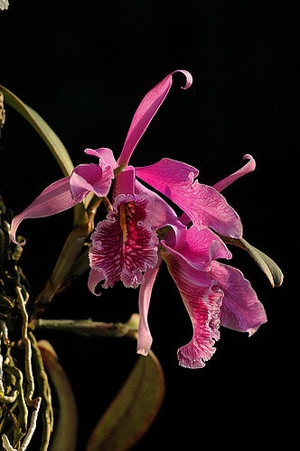 Cattleya maxima