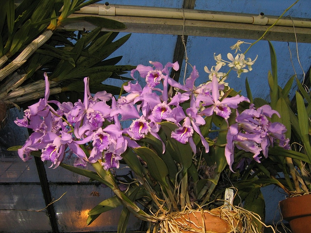 Cattleya maxima
