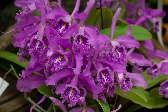 Cattleya maxima