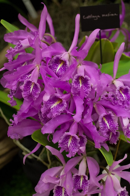 Cattleya maxima