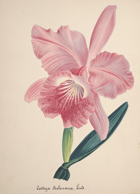 Cattleya maxima