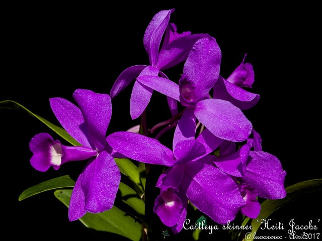 Cattleya skinneri