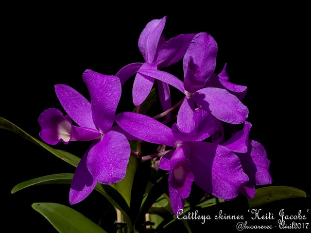 Cattleya skinneri