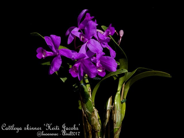 Cattleya skinneri