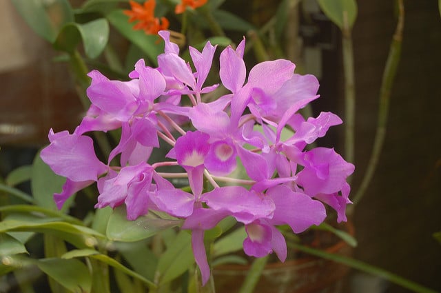 Cattleya skinneri