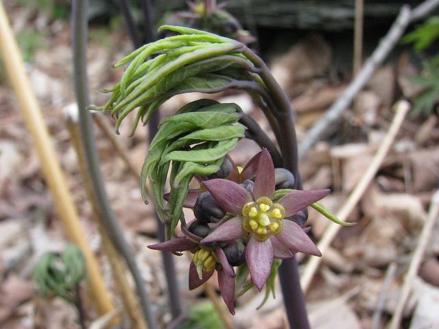 Caulophyllum giganteum (Caulophyllum giganteum)