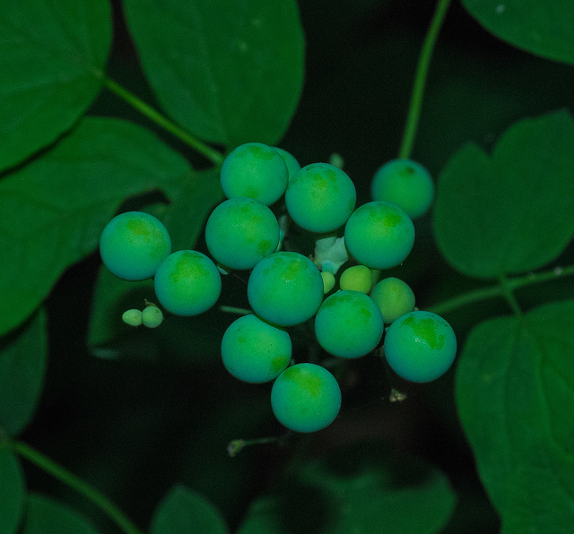 Actée à grappes bleues