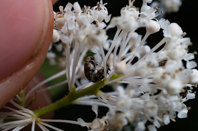 Ceanothus americanus