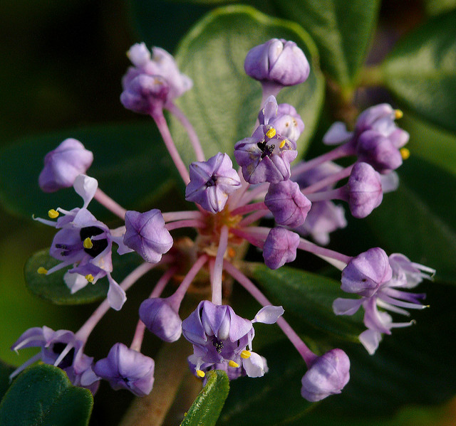 Ceanothus americanus