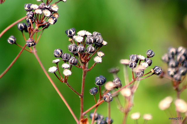 Ceanothus americanus
