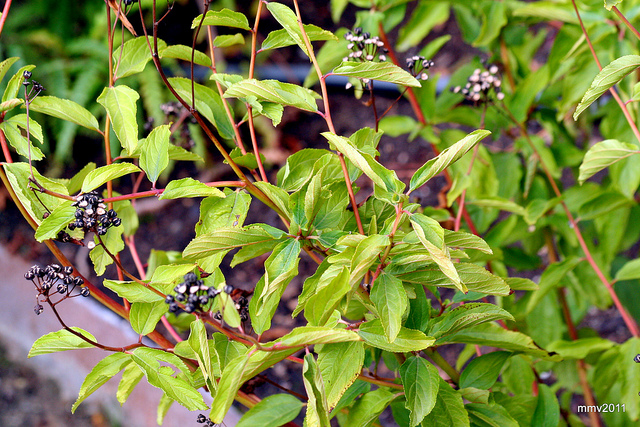 Ceanothus americanus
