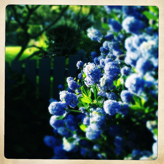 Ceanothus americanus