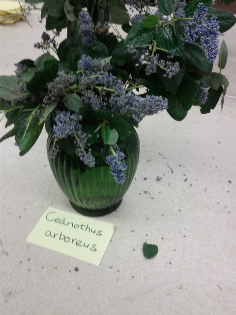 Céanothe arborescent
