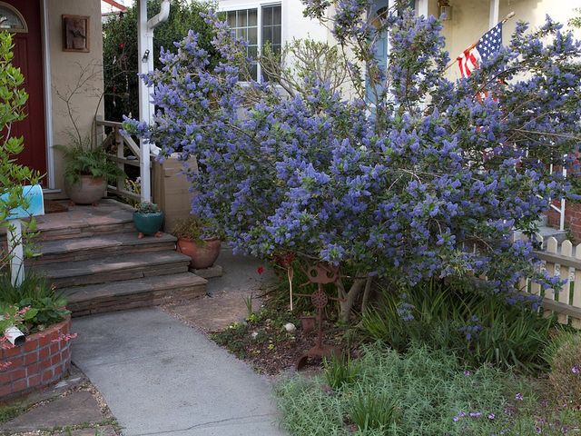 Céanothe arborescent