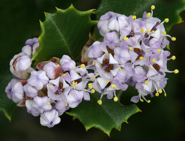 Céanothe arborescent