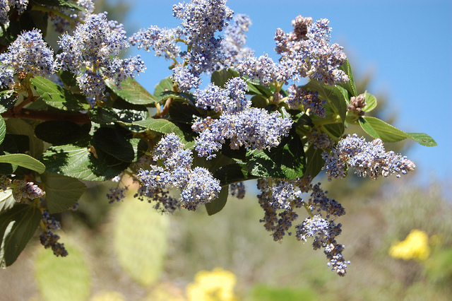Céanothe arborescent (Ceanothus arboreus)
