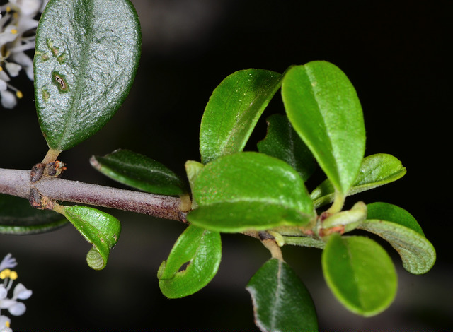 Ceanothus cuneatus