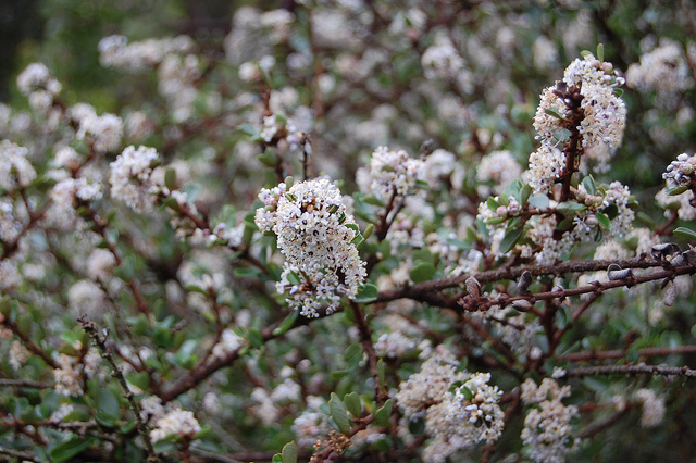 Ceanothus cuneatus