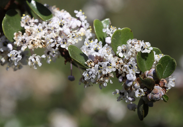 Ceanothus cuneatus