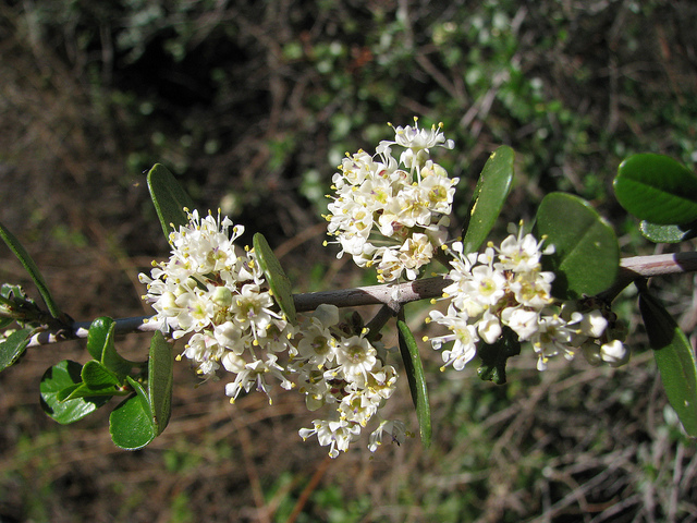 Ceanothus cuneatus