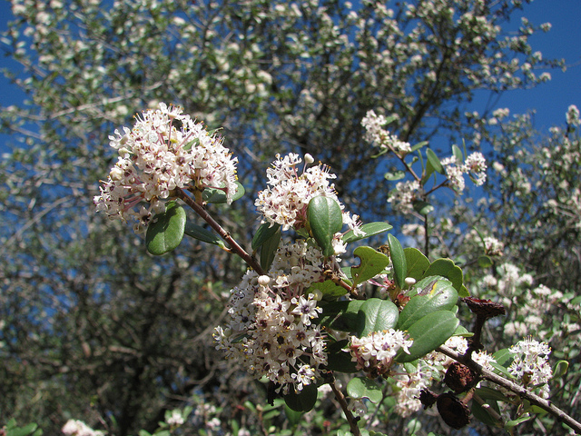 Ceanothus cuneatus