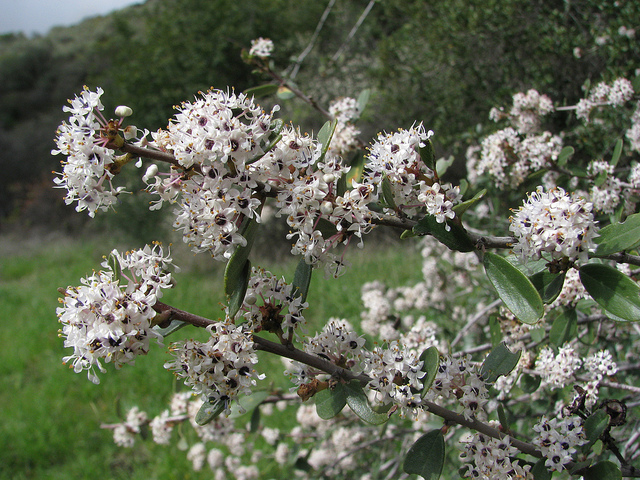 Ceanothus cuneatus