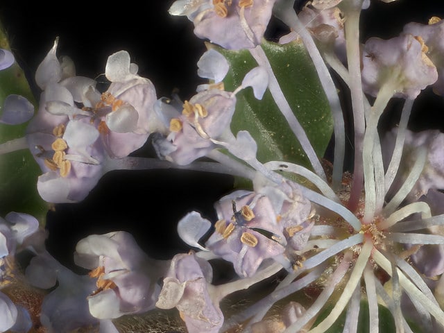 Ceanothus gloriosus