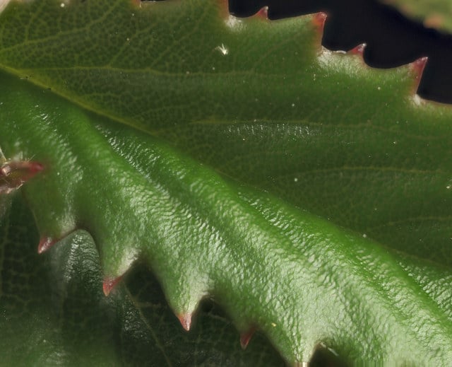 Ceanothus gloriosus