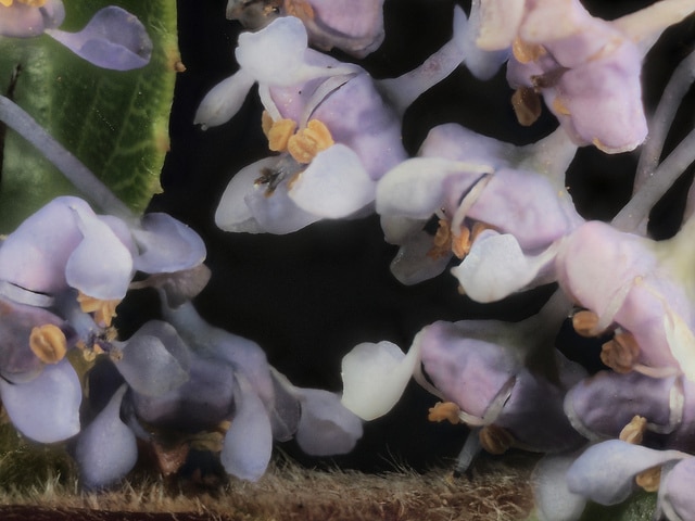 Ceanothus gloriosus