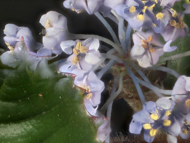Ceanothus gloriosus