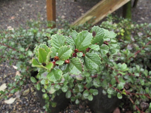 Ceanothus gloriosus