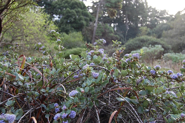 Ceanothus gloriosus