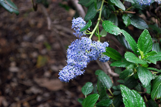 Céanothe de carmel (Ceanothus griseus)