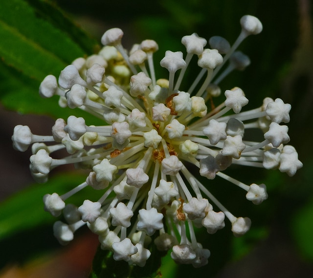 Ceanothus herbaceus