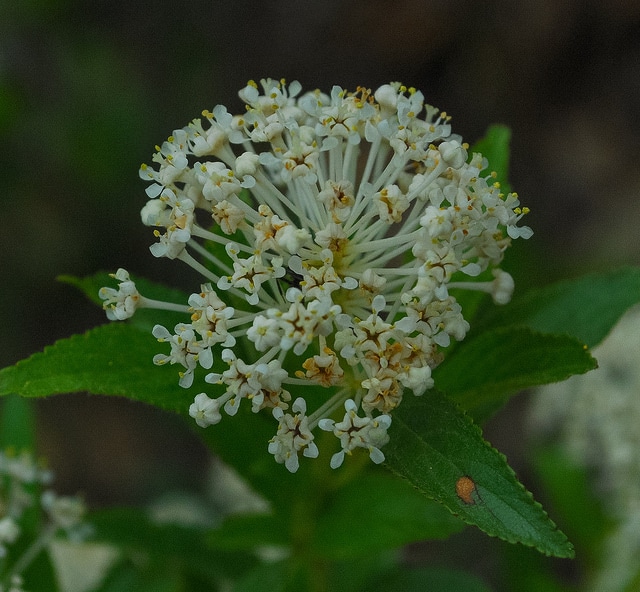 Ceanothus herbaceus