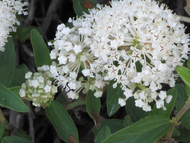 Ceanothus herbaceus