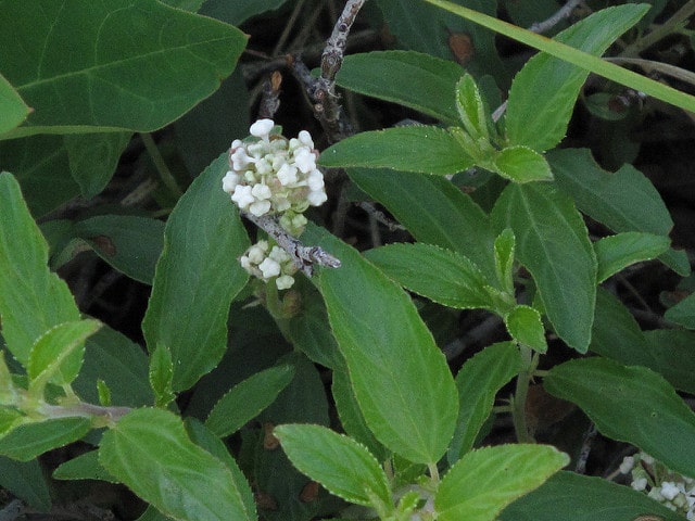 Ceanothus herbaceus